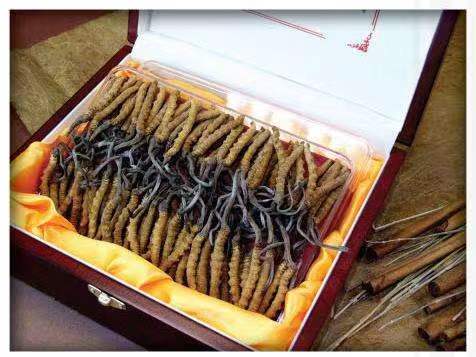 岭口镇冬虫夏草回收